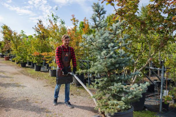 Professional Tree Removal and Landscaping Services in Laguna Beach, FL